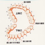 歯垢染色剤ってなに？